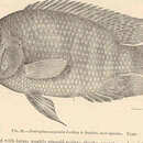 Image of Lowland cichlid