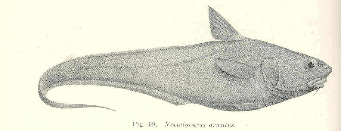 Image of Coryphaenoides