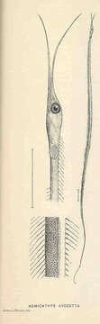 Image of Nemichthys