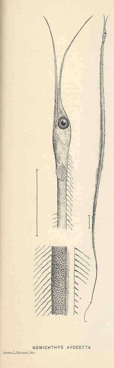Image of snipe eels