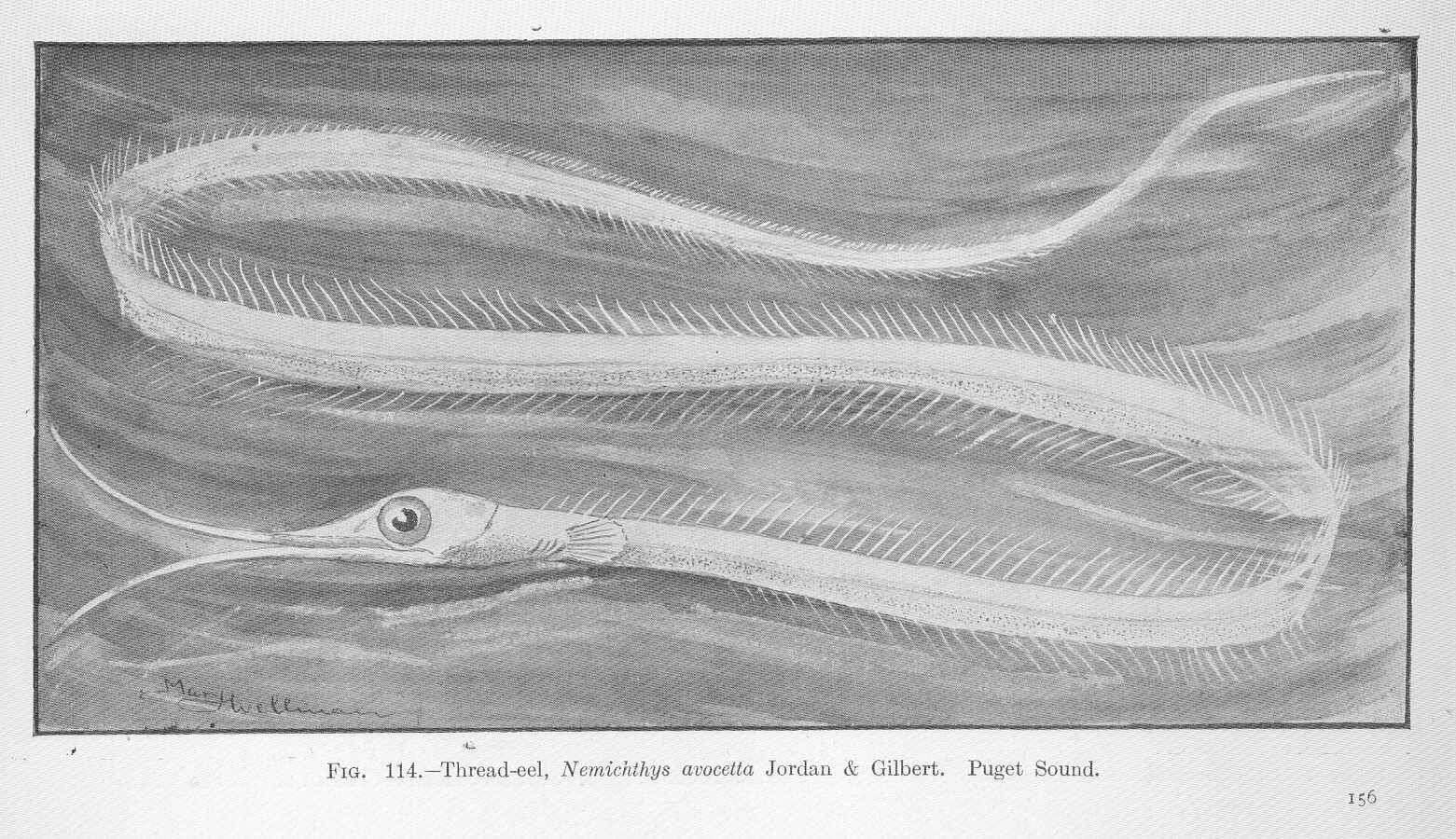 Image of snipe eels