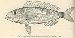 Image de Nemipterus furcosus (Valenciennes 1830)