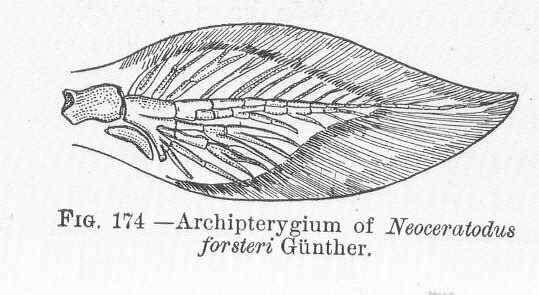 Image of Neoceratodontidae