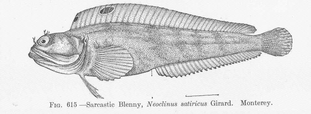 Image of Neoclinus