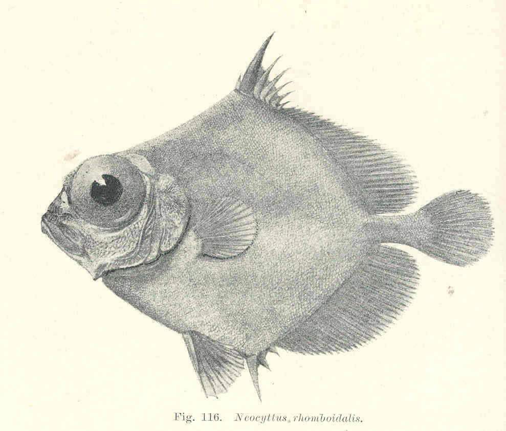 Image of warty dories