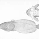Sivun Liparis mucosus Ayres 1855 kuva