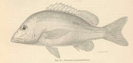 Image of Bream