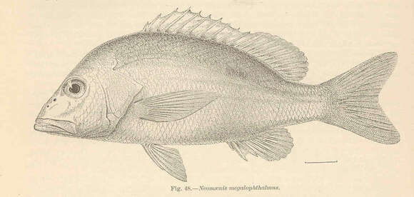 Image of Bream