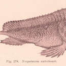 Image of Whiskered prowfish
