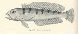 Image of Banded grubfish