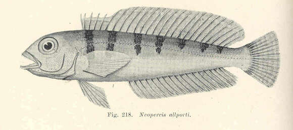 Parapercis striolata (Weber 1913) resmi