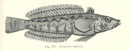 Parapercis striolata (Weber 1913) resmi