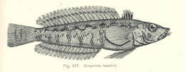 Image of Banded grubfish