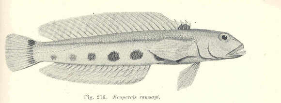 Image of Banded grubfish