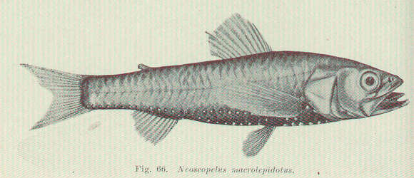 Image of Neoscopelus