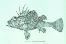 Image of gurnard scorpionfishes