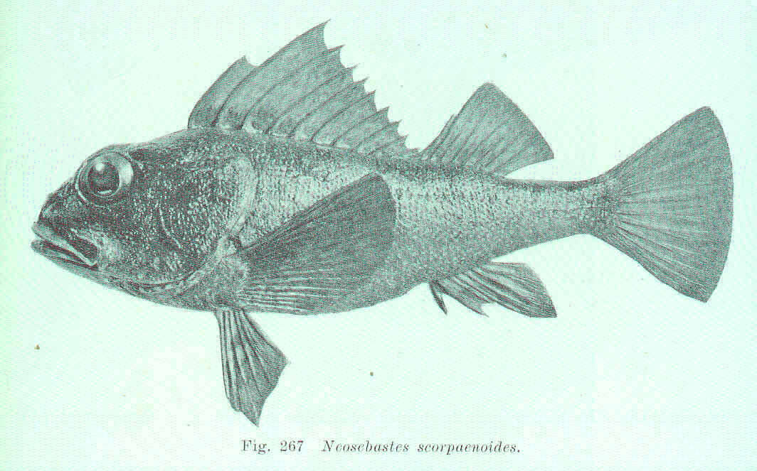 Image of gurnard scorpionfishes