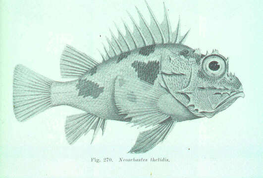 Image of Neosebastes