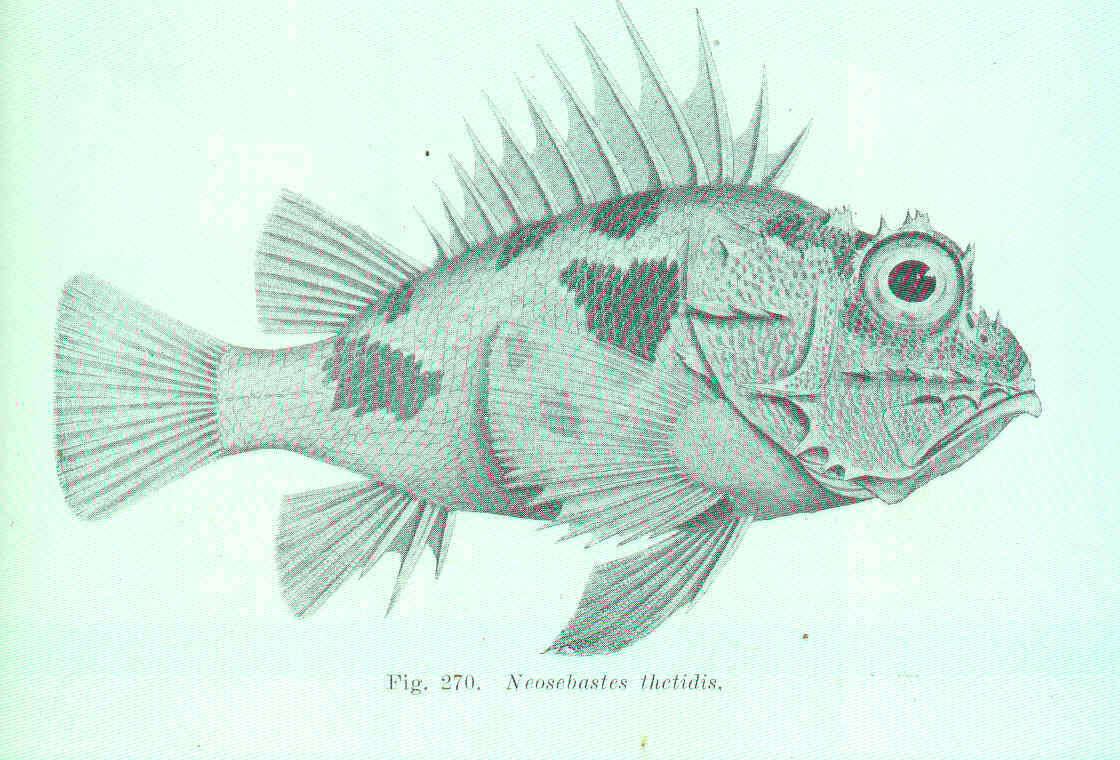 Image of gurnard scorpionfishes