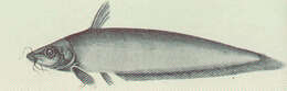Image of catfishes
