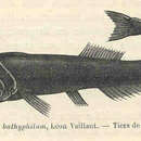 Image of Bristlemouth