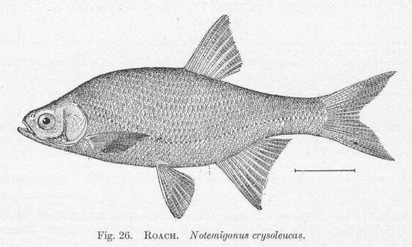 Image of Notemigonus