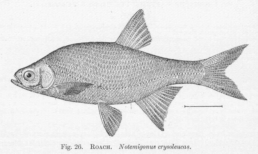 Image of Notemigonus