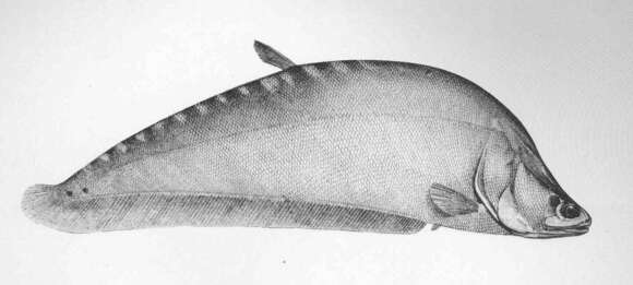 Image of featherfin knifefishes