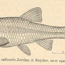 Imagem de Notropis calientis Jordan & Snyder 1899