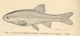 Image of Notropis