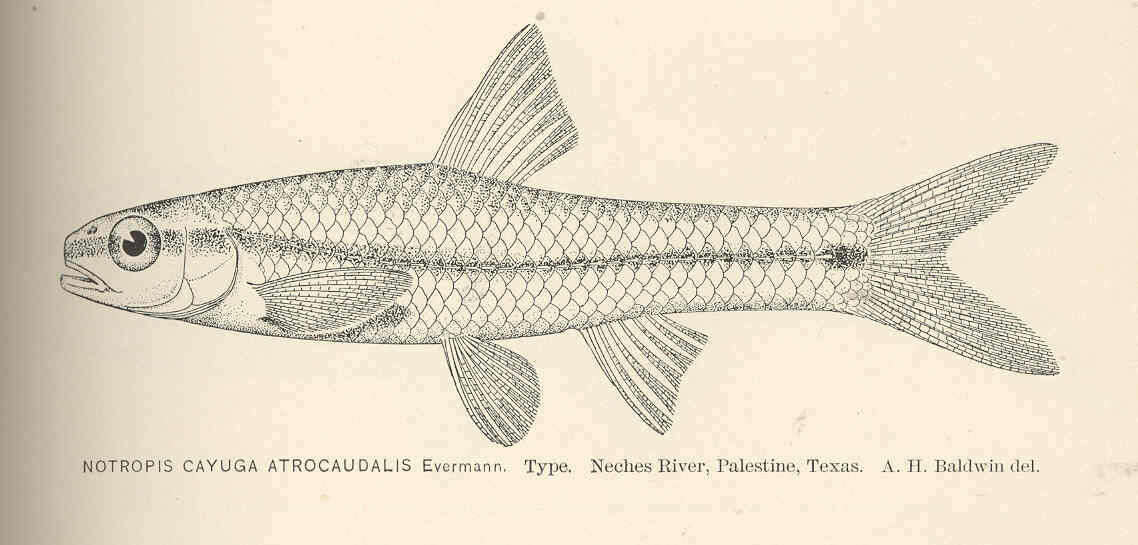 Image of Notropis