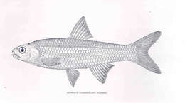 Image of Notropis