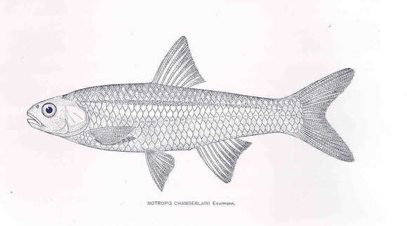 Image of Notropis