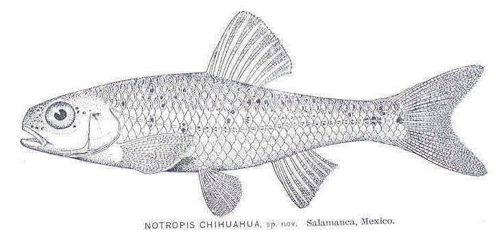 Слика од Notropis