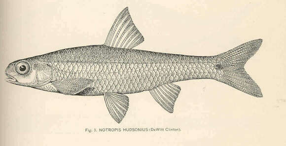 Imagem de Notropis hudsonius (Clinton 1824)