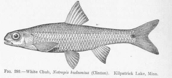 Imagem de Notropis hudsonius (Clinton 1824)