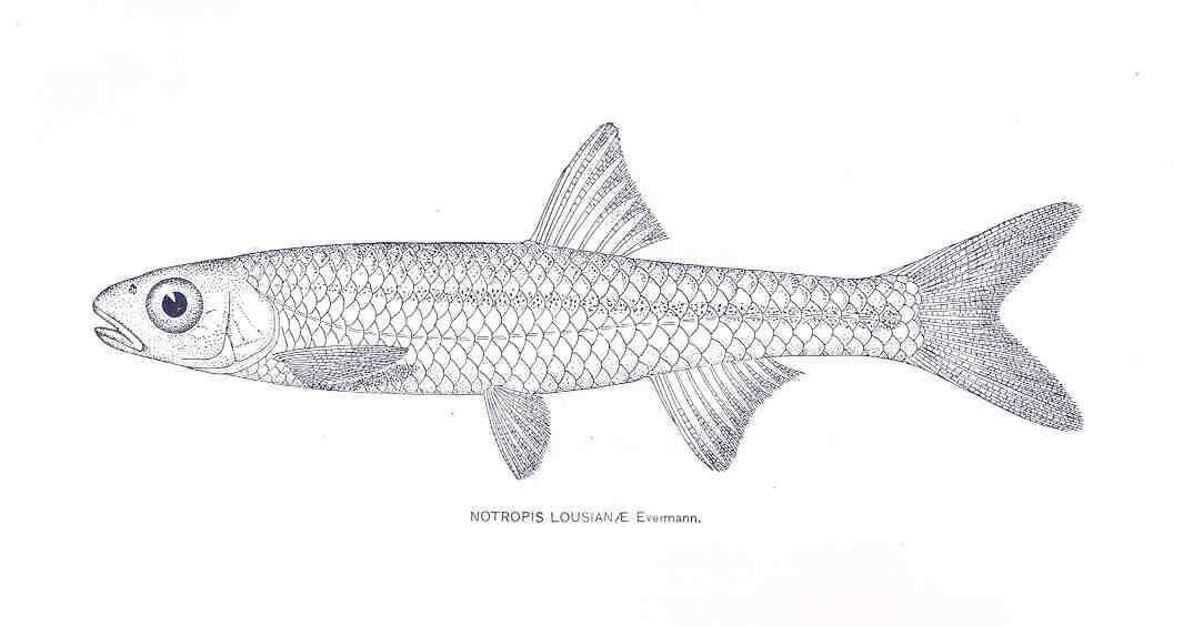 Image of Leuciscidae