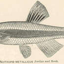 Image de Pteronotropis metallicus (Jordan & Meek 1884)