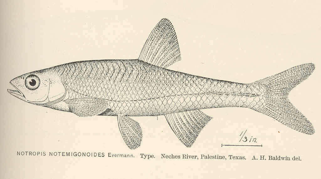Image of Leuciscidae