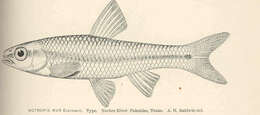 Image of Notropis