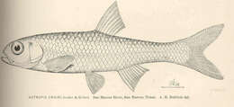 Image of texas shiner