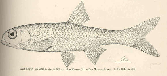 Imagem de Notropis amabilis (Girard 1856)