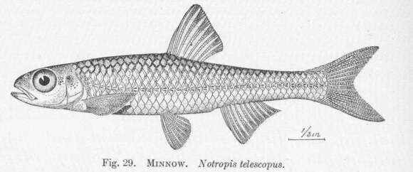 صورة Notropis