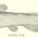 Image of Stonecat