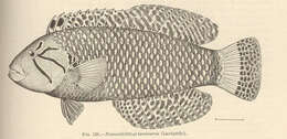 Image of Novaculichthys