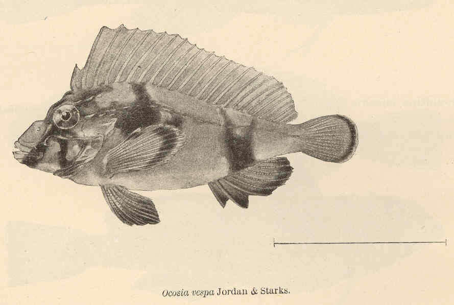 Image of wasp fishes