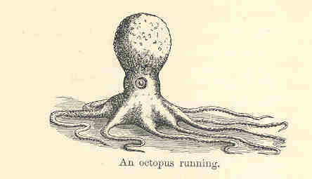 Image of Neocoleoidea