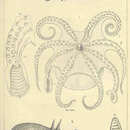 Imagem de Bathypolypus bairdii (Verrill 1873)