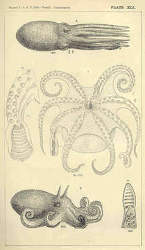 Image of Bathyal Octopuses