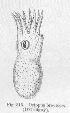 Image of Neocoleoidea